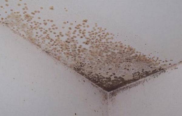 Как защитить от грибка потолок? с фото